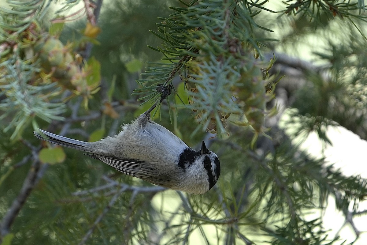 Mountain Chickadee - ML623019040