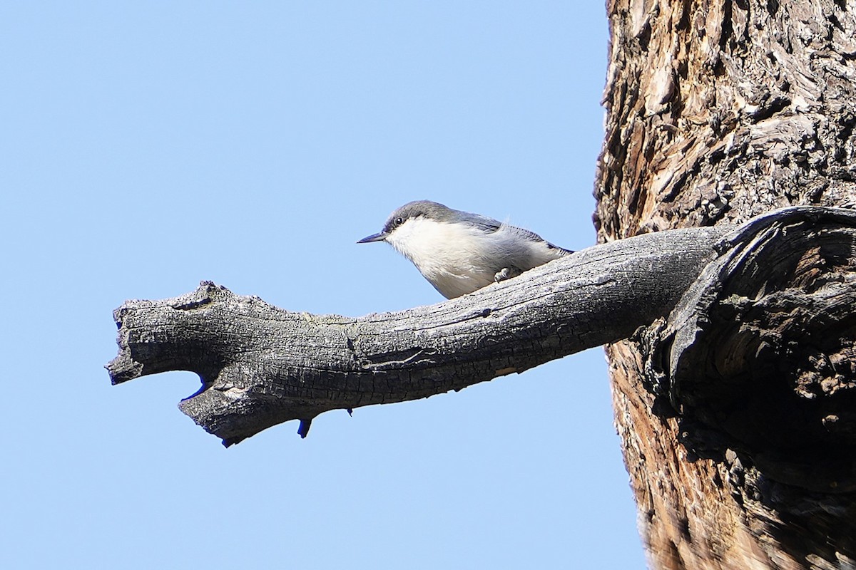 Pygmy Nuthatch - ML623019051