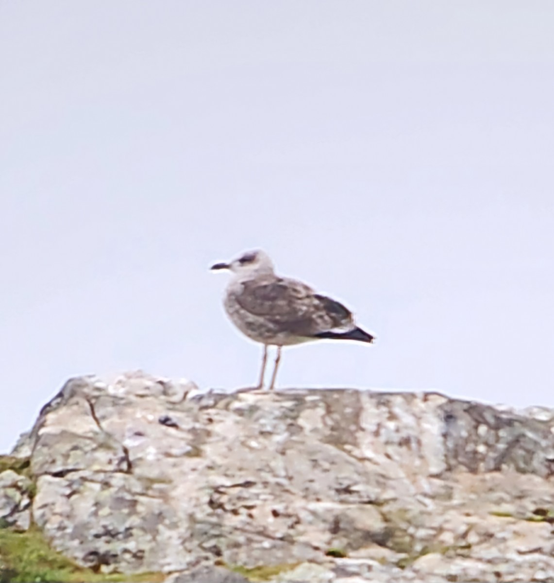 Lesser Black-backed Gull - ML623019062