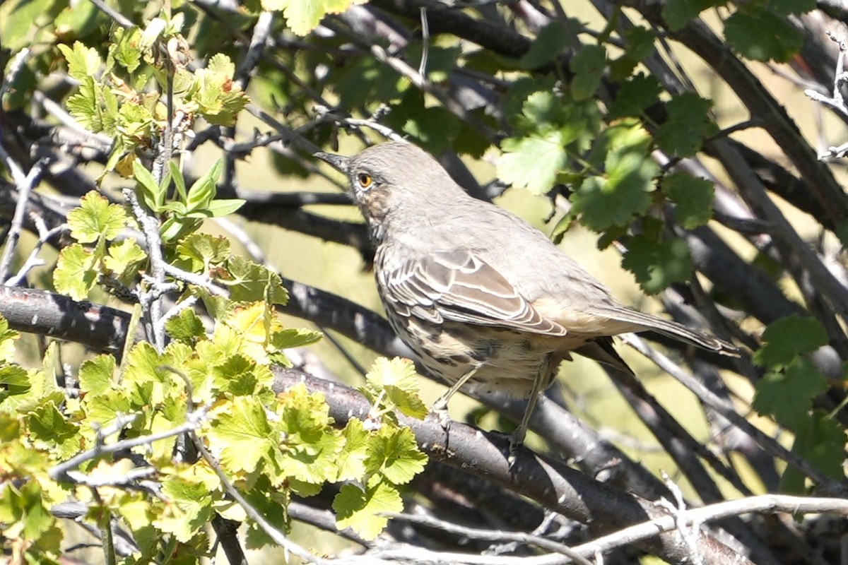 Sage Thrasher - ML623019064