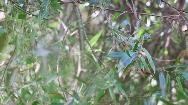 rødøyevireo - ML623019086