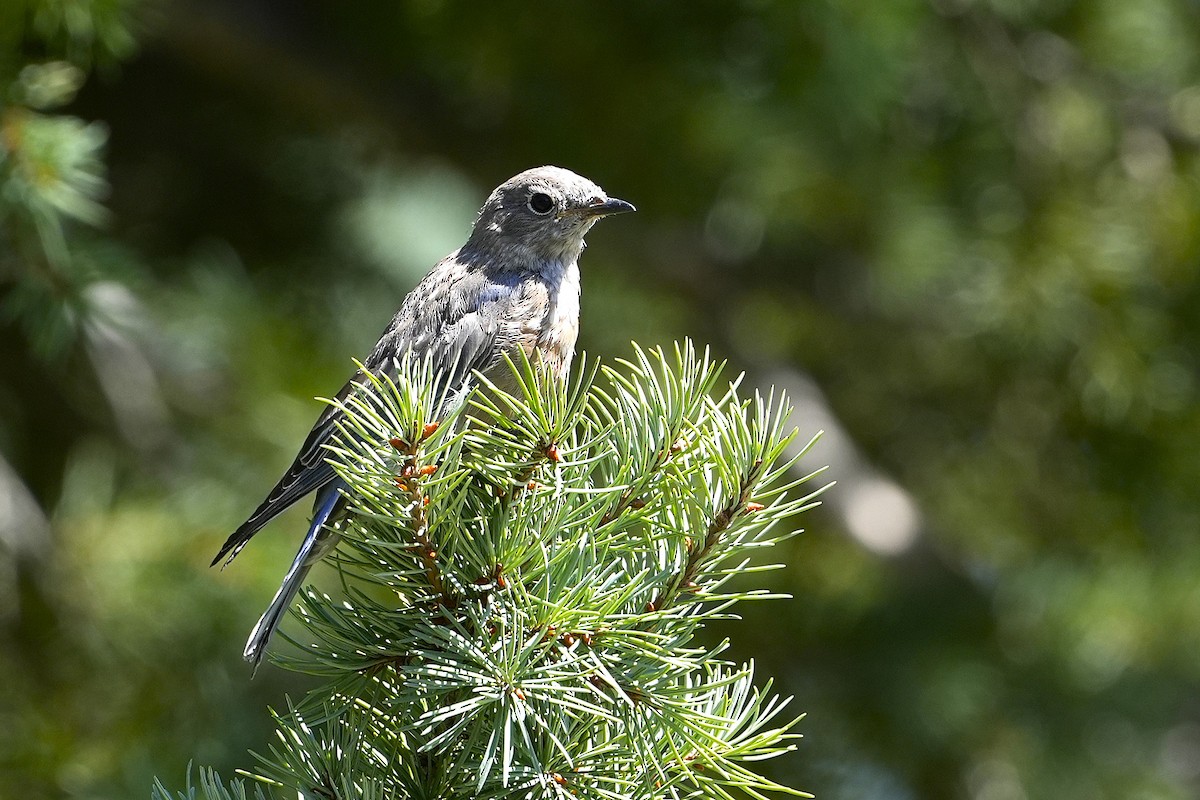 Western Bluebird - ML623019093