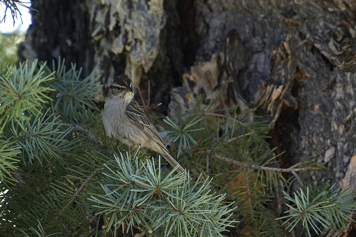 Chipping Sparrow - ML623019101