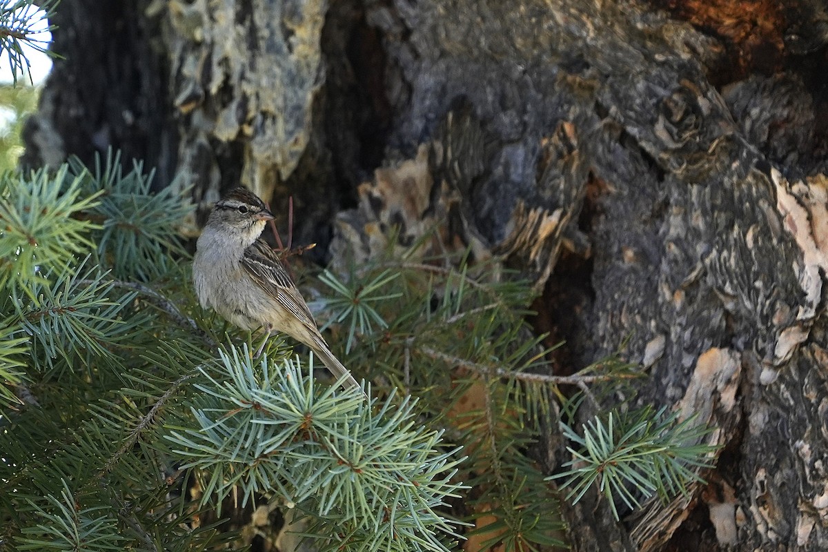 Chipping Sparrow - ML623019102