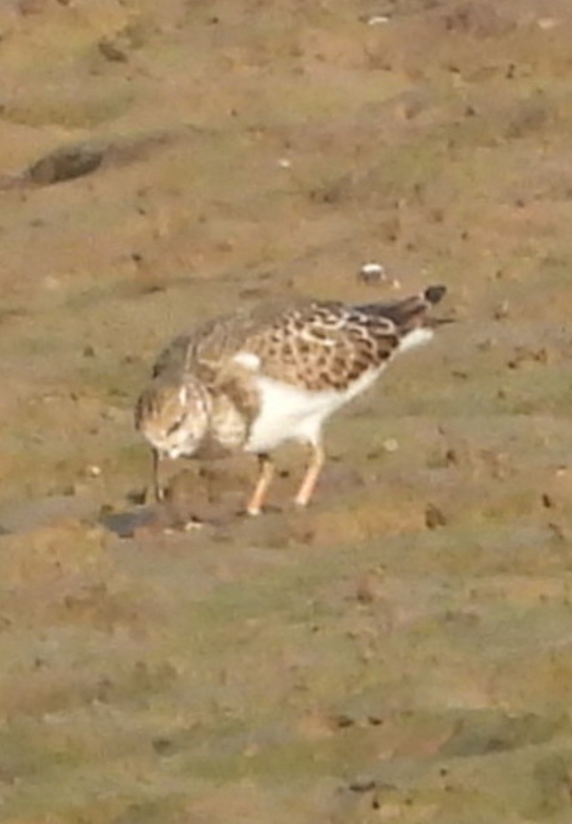 Ruddy Turnstone - ML623019108