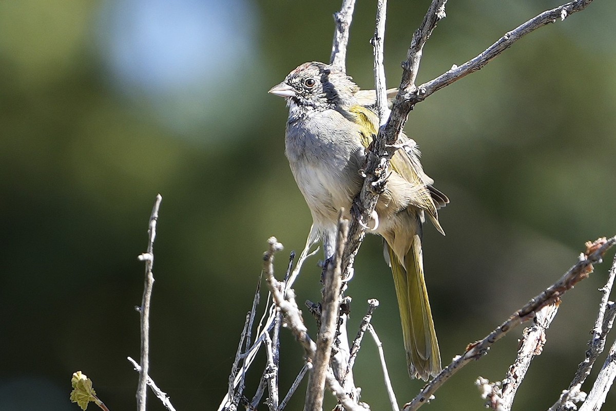 Green-tailed Towhee - ML623019117