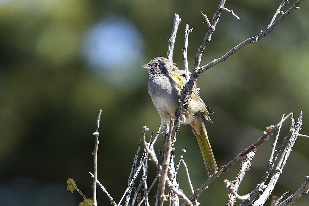 Green-tailed Towhee - ML623019128