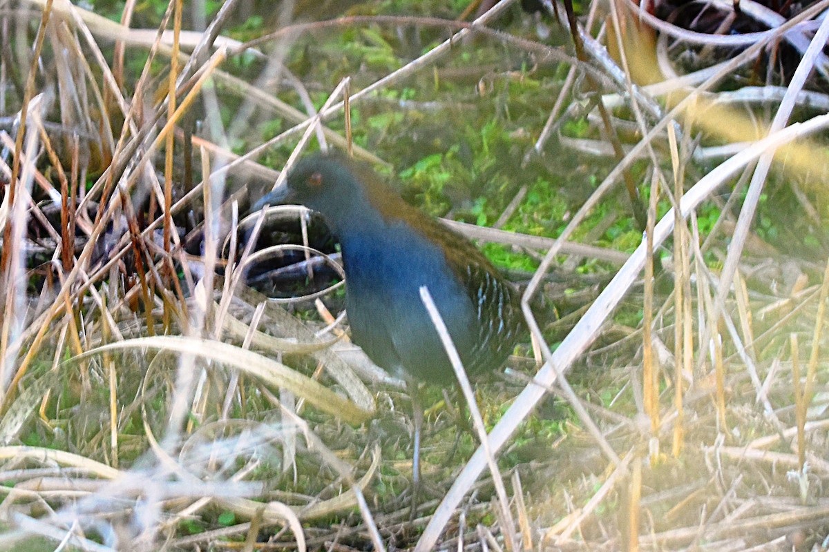 Dot-winged Crake - ML623019131