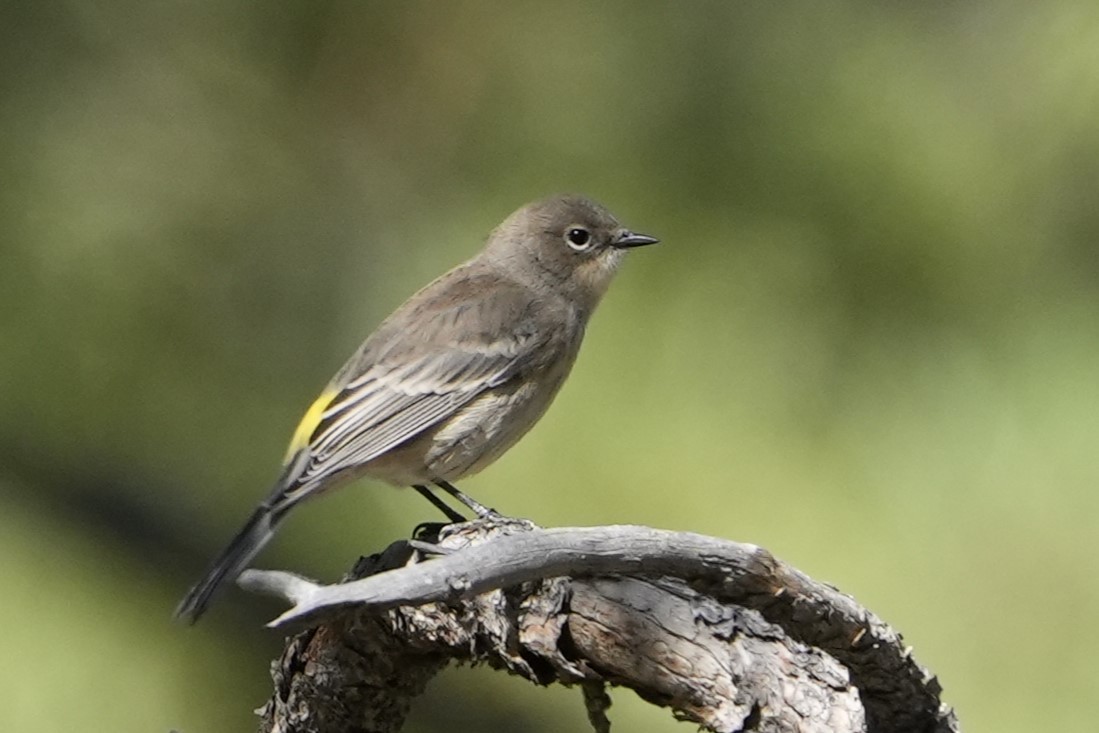 Yellow-rumped Warbler - ML623019133