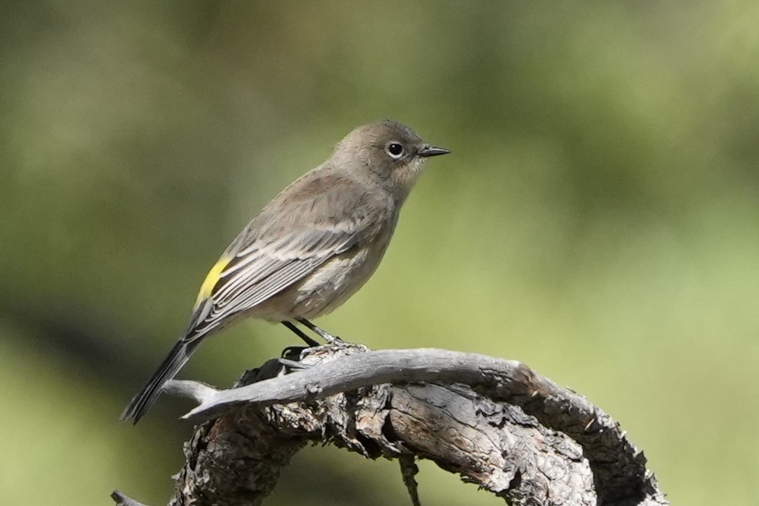 Yellow-rumped Warbler - ML623019134