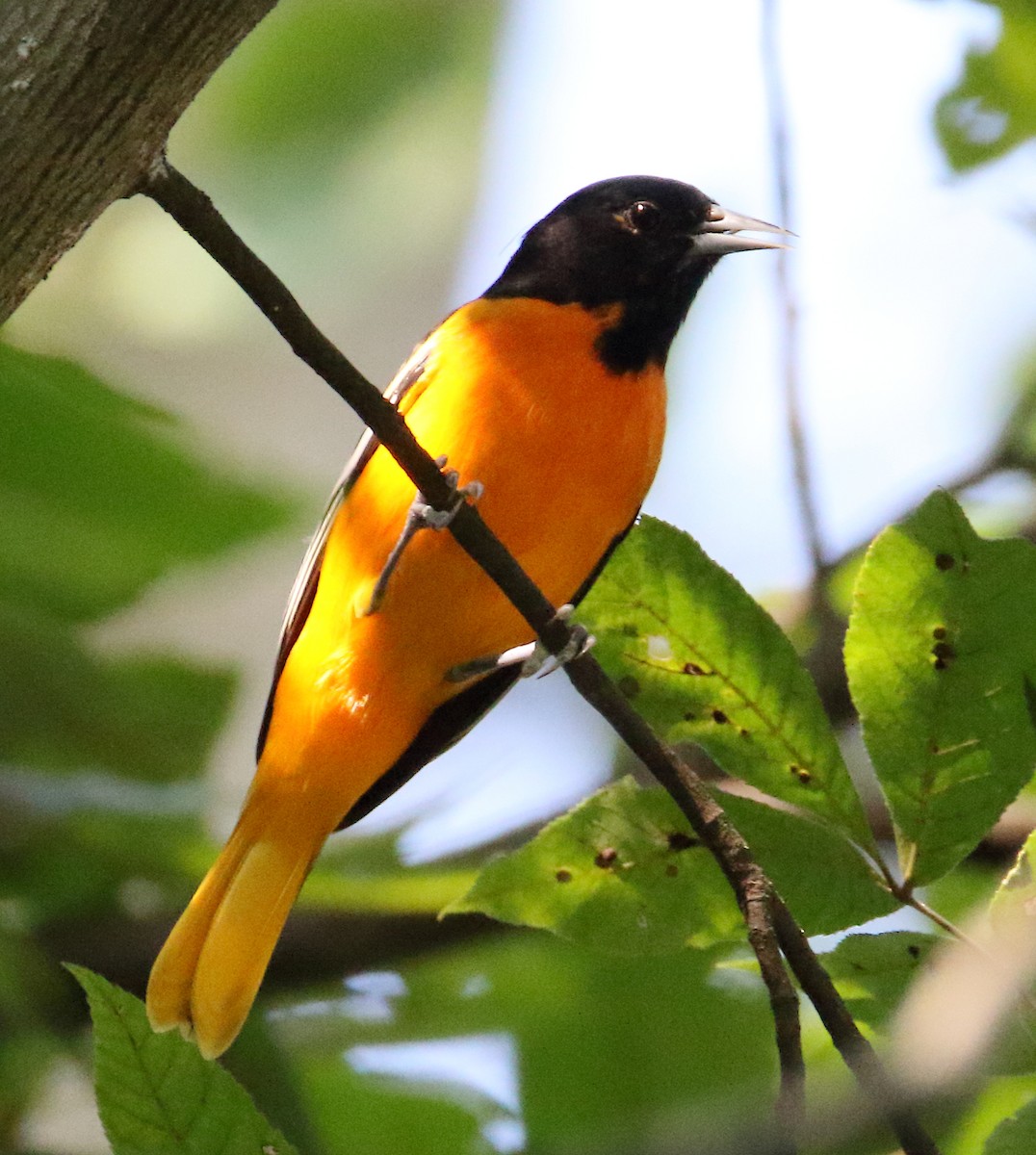 Oriole de Baltimore - ML623019136