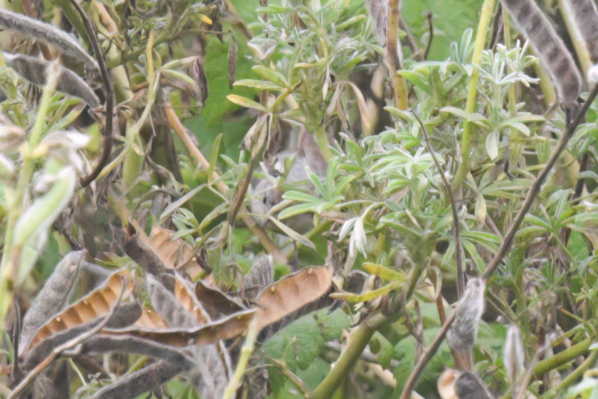 Lucy's Warbler - ML623019184