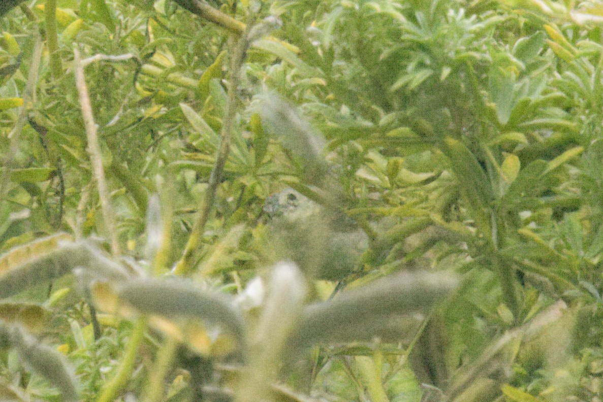 Lucy's Warbler - ML623019185