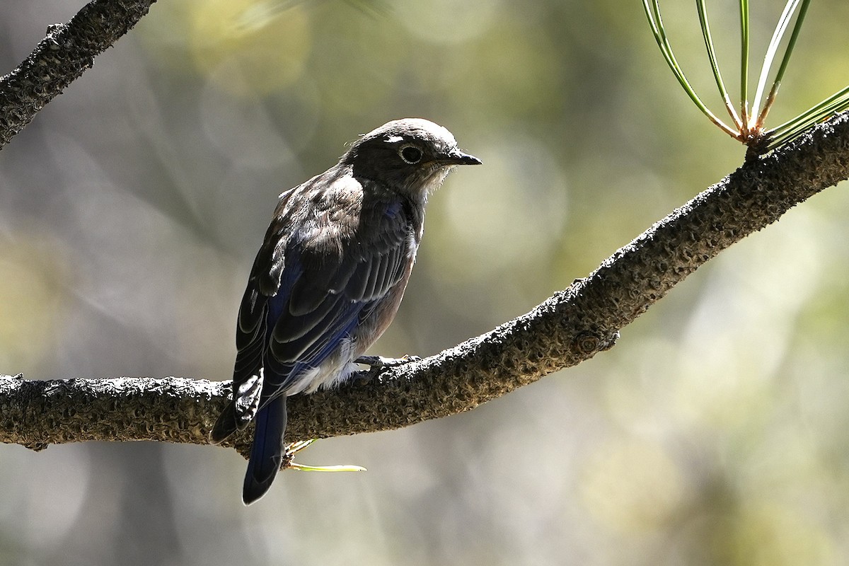 Western Bluebird - ML623019191