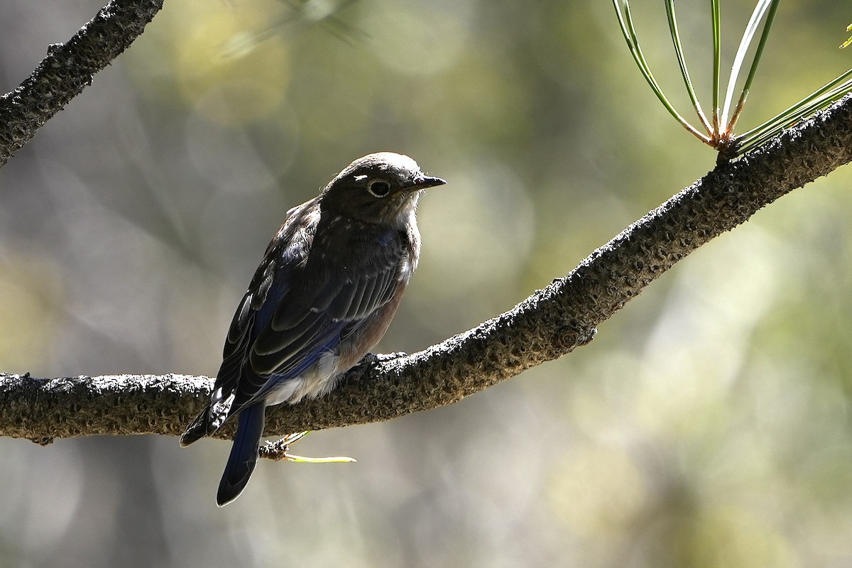 Western Bluebird - ML623019192