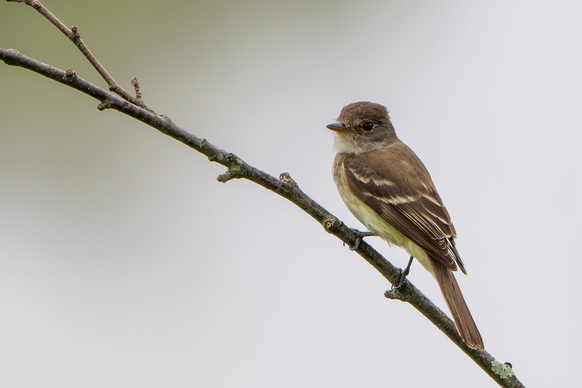 Least Flycatcher - ML623019251