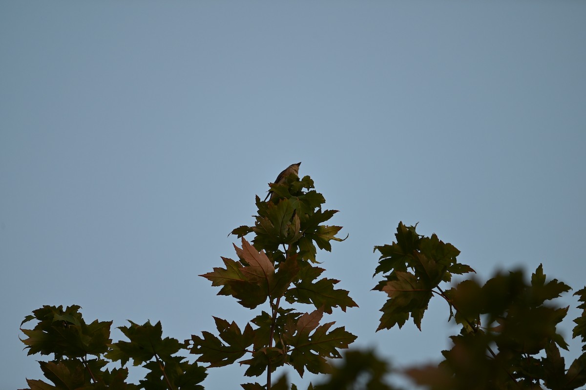 Alder/Willow Flycatcher (Traill's Flycatcher) - ML623019268