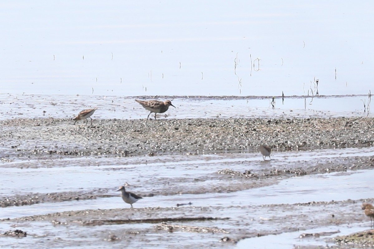 Graubrust-Strandläufer - ML623019284