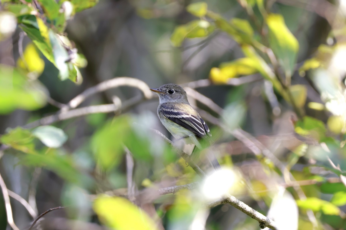 Least Flycatcher - ML623019328