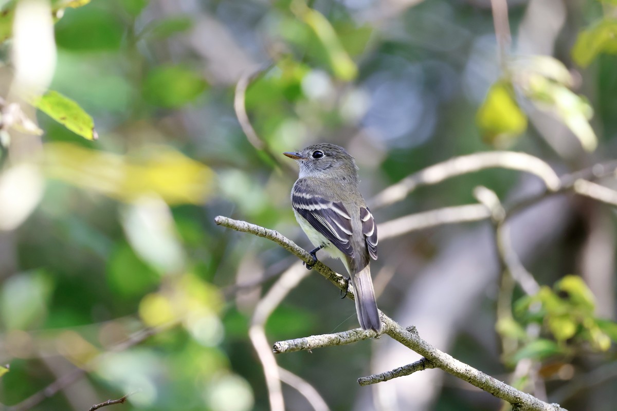 Least Flycatcher - ML623019329