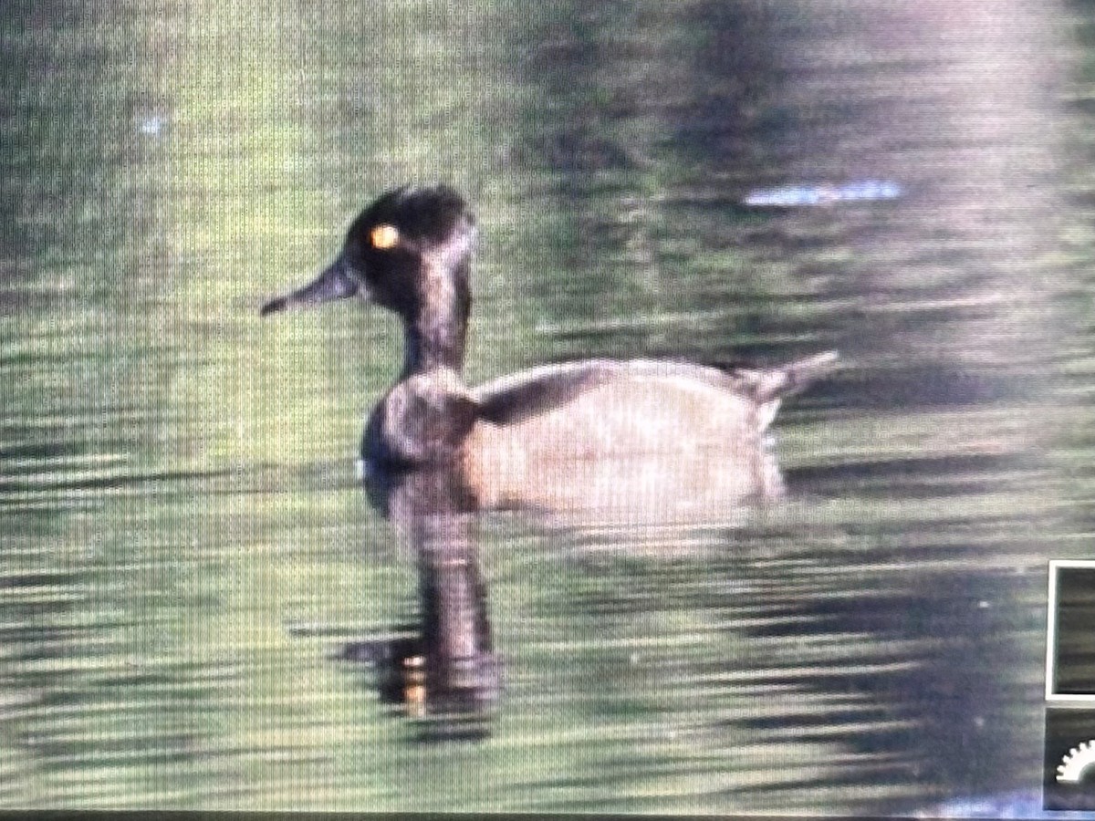 Ring-necked Duck - ML623019340