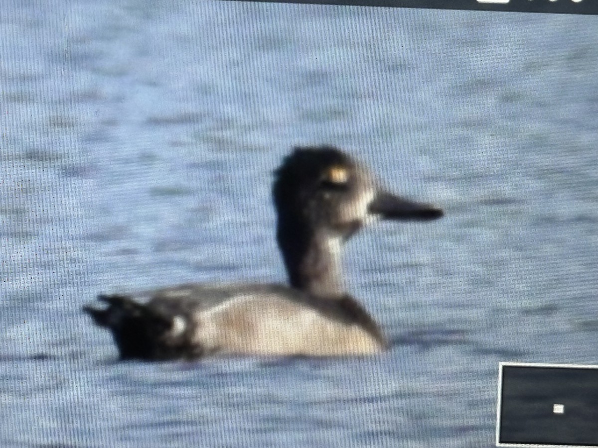 Ring-necked Duck - ML623019341