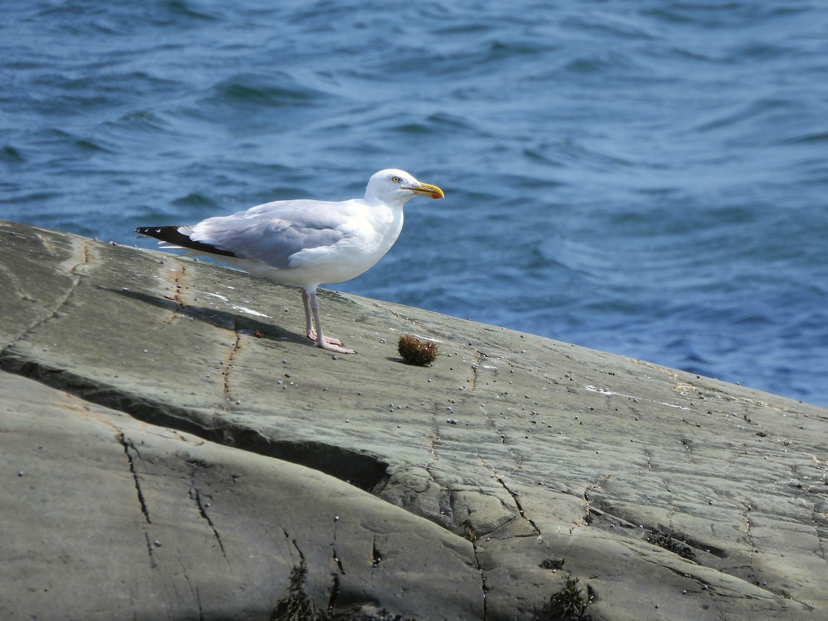 Gaviota Argéntea (americana) - ML623019343