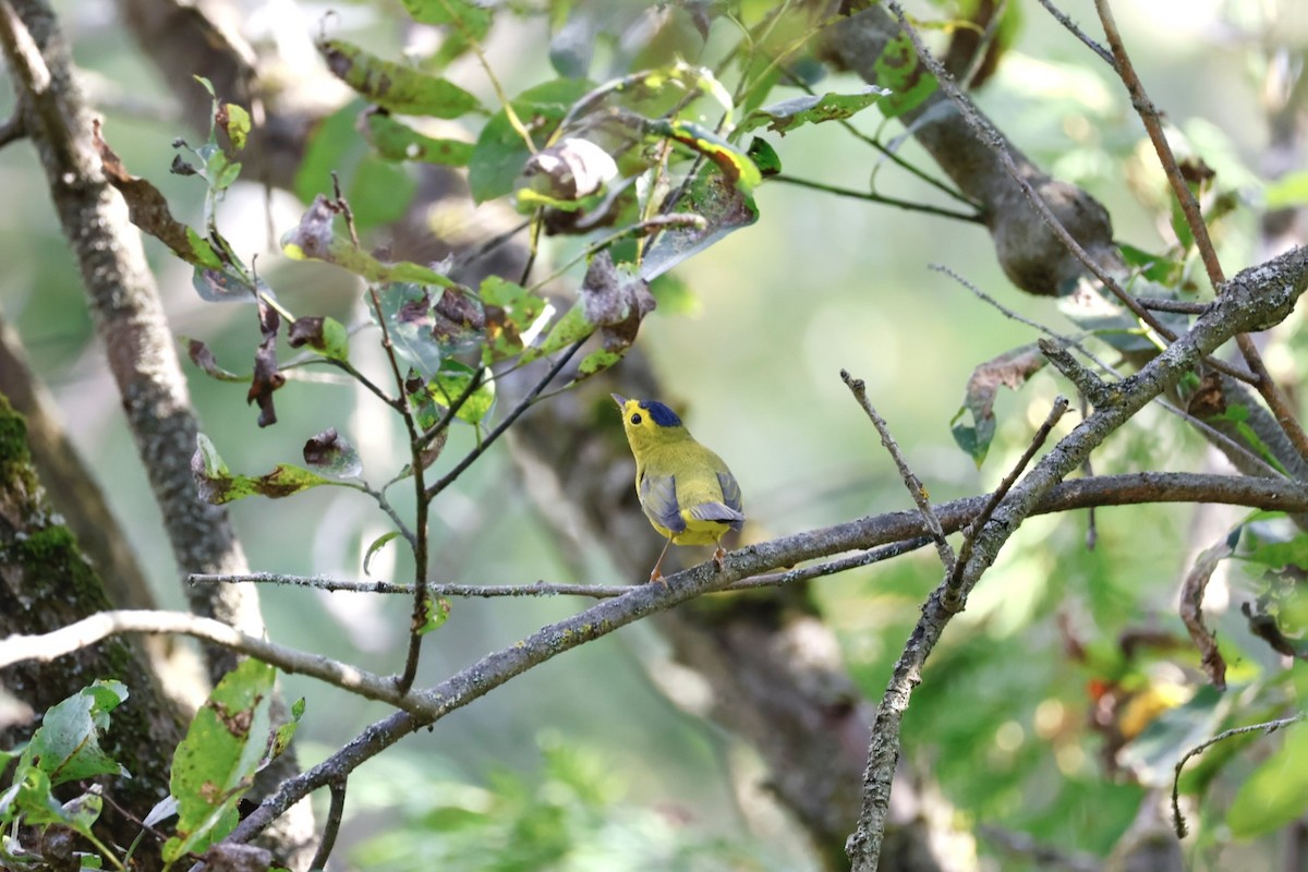 Wilson's Warbler - ML623019351