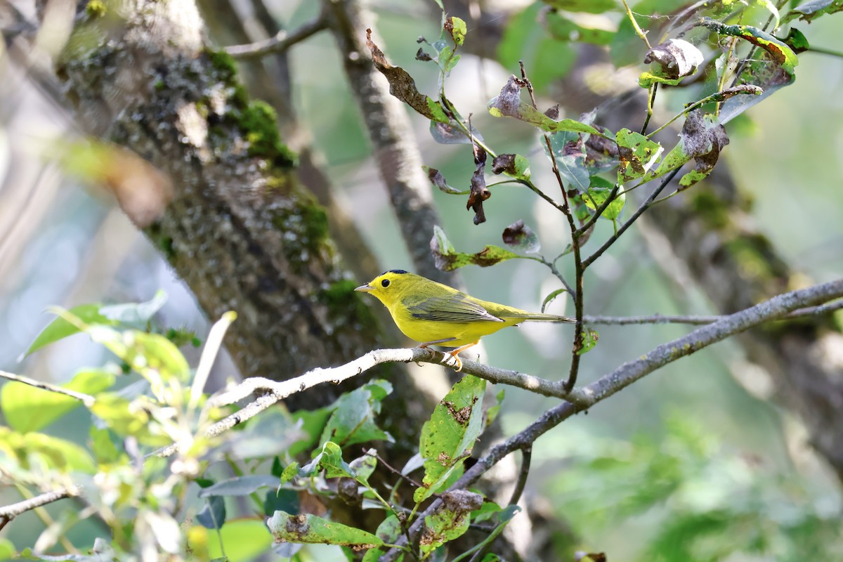 Wilson's Warbler - ML623019352