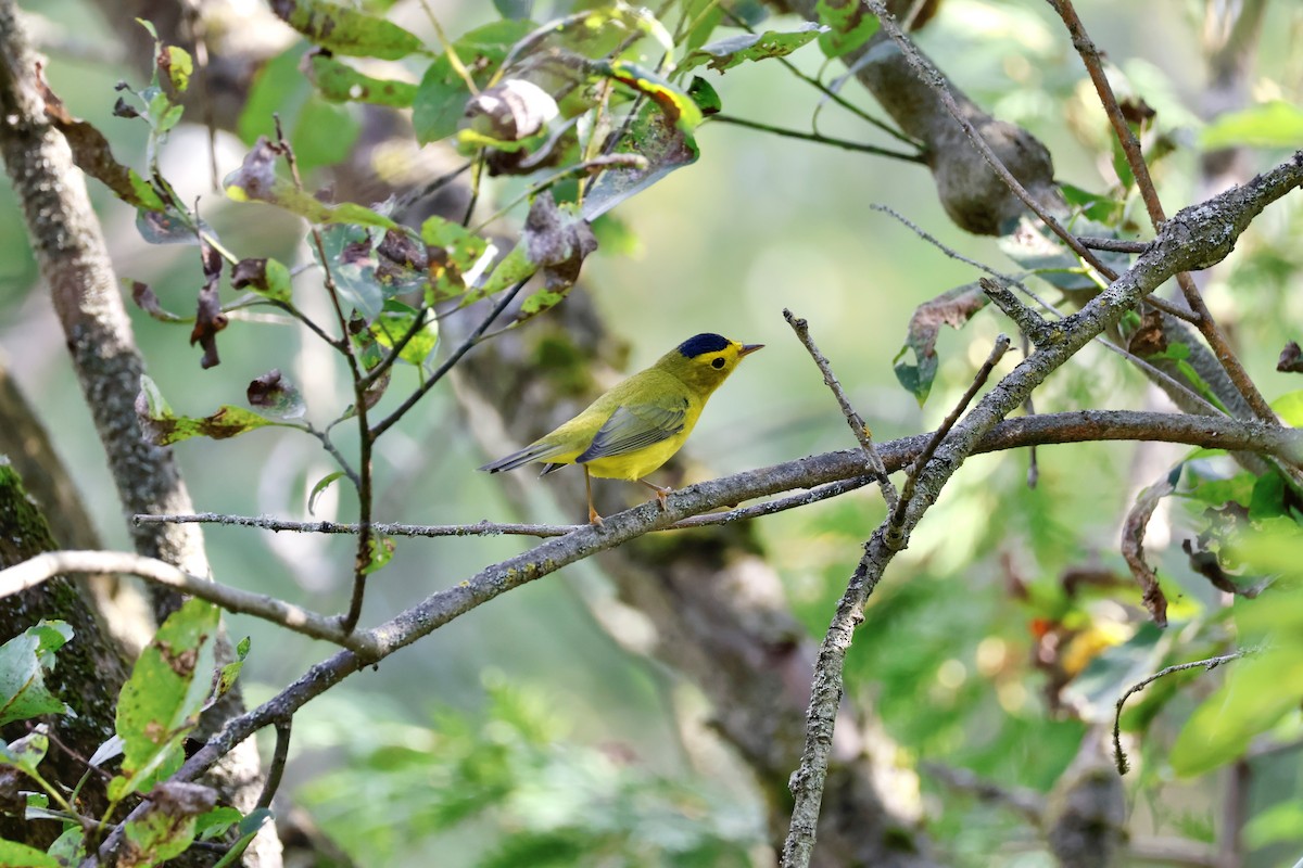 Wilson's Warbler - ML623019353