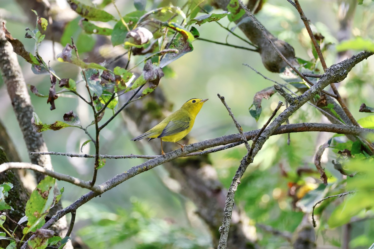 Wilson's Warbler - ML623019354