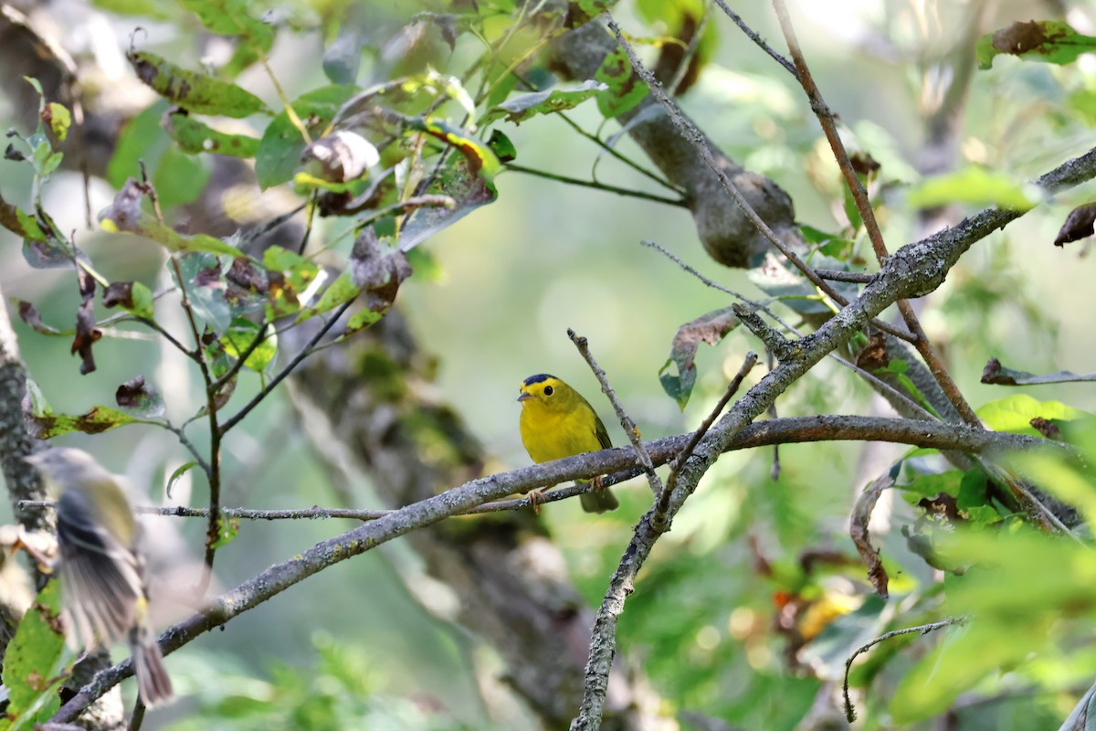 Wilson's Warbler - ML623019355