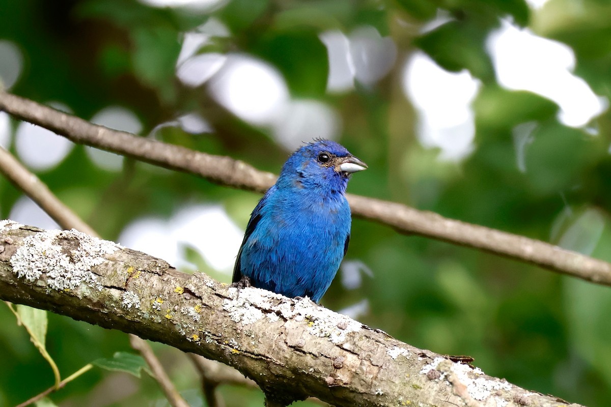 Indigo Bunting - ML623019377