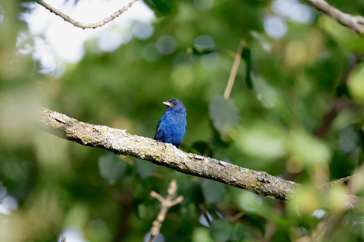 Indigo Bunting - ML623019378