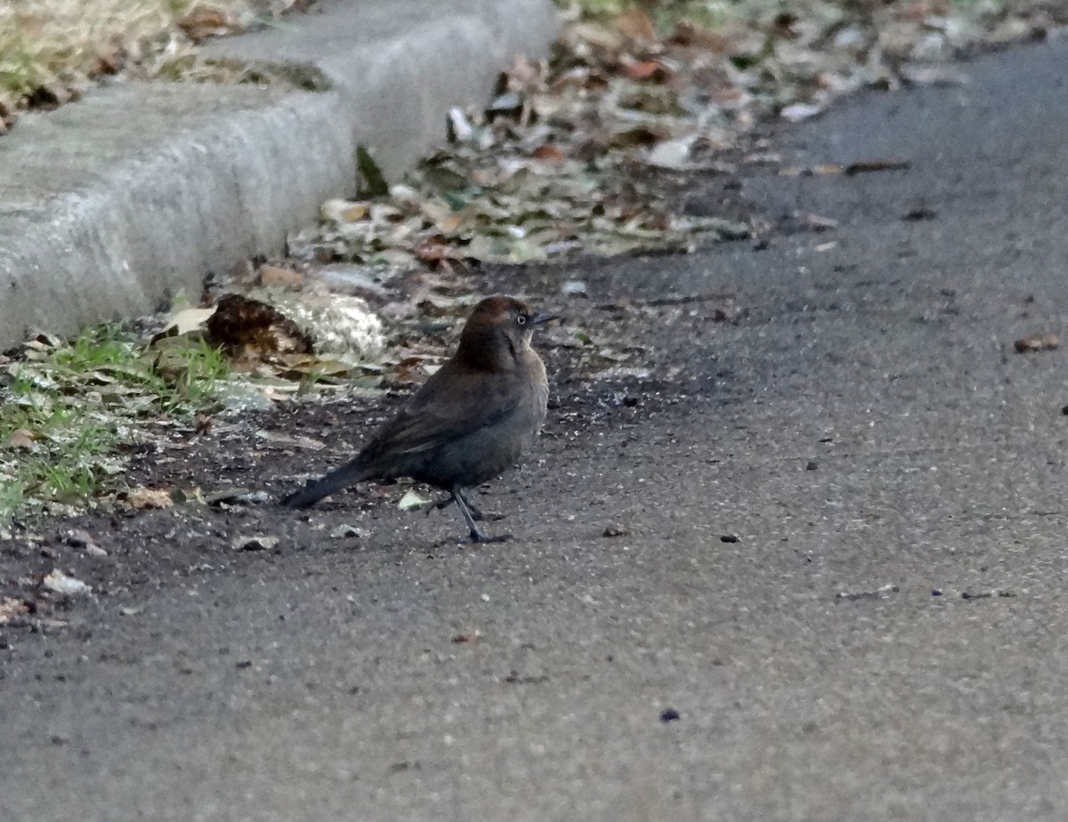 Rusty Blackbird - ML623019390