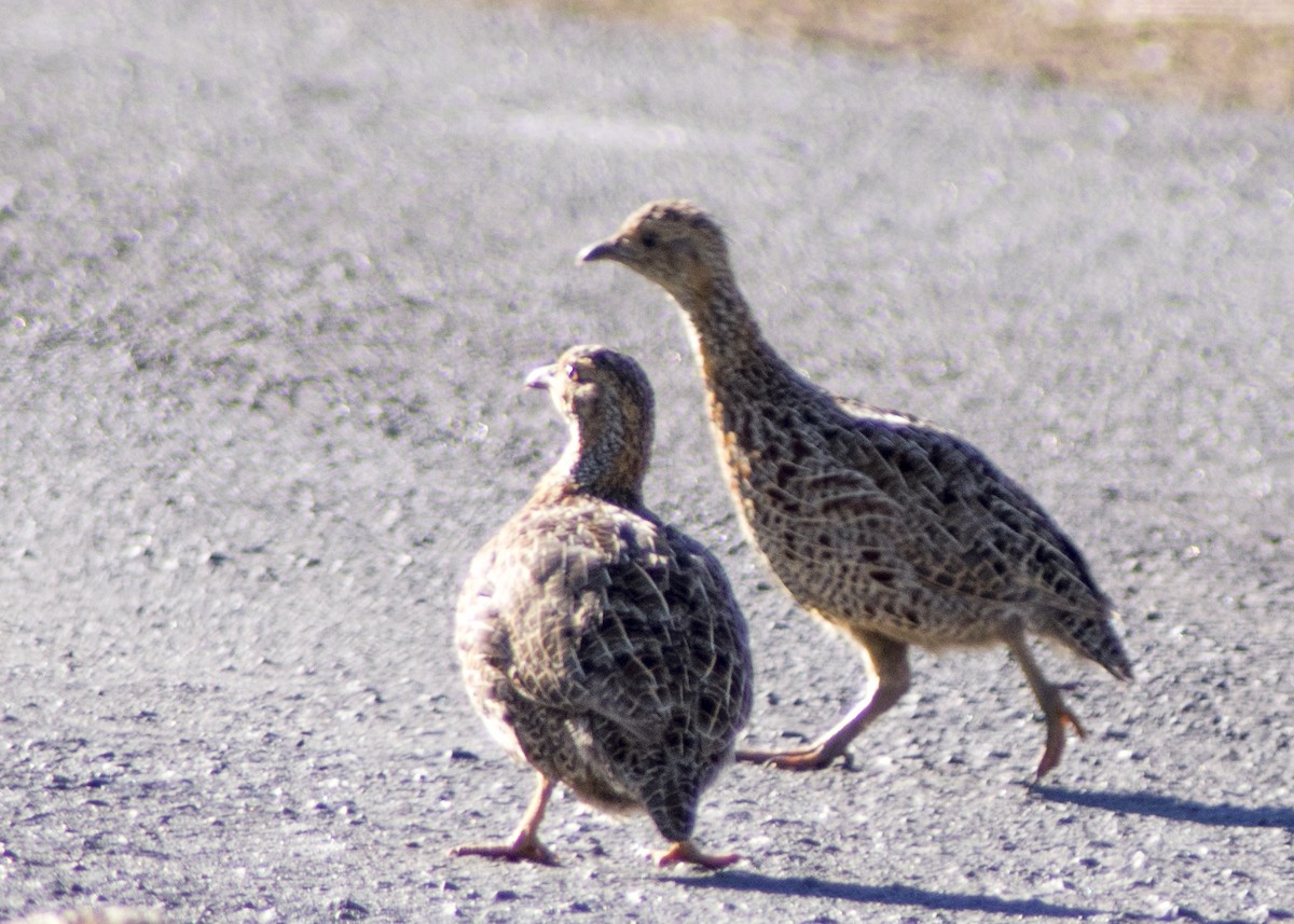 Gray-winged Francolin - ML623019396