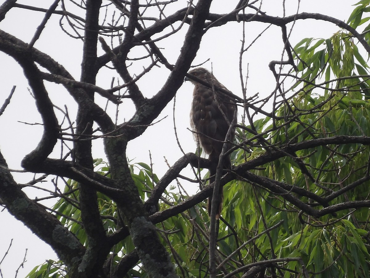 Cooper's Hawk - ML623019443