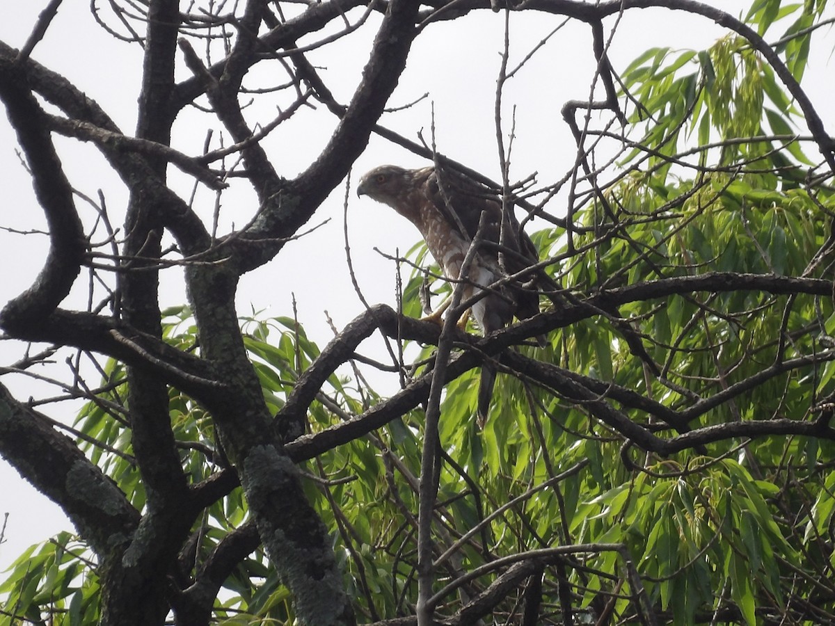 Cooper's Hawk - ML623019493