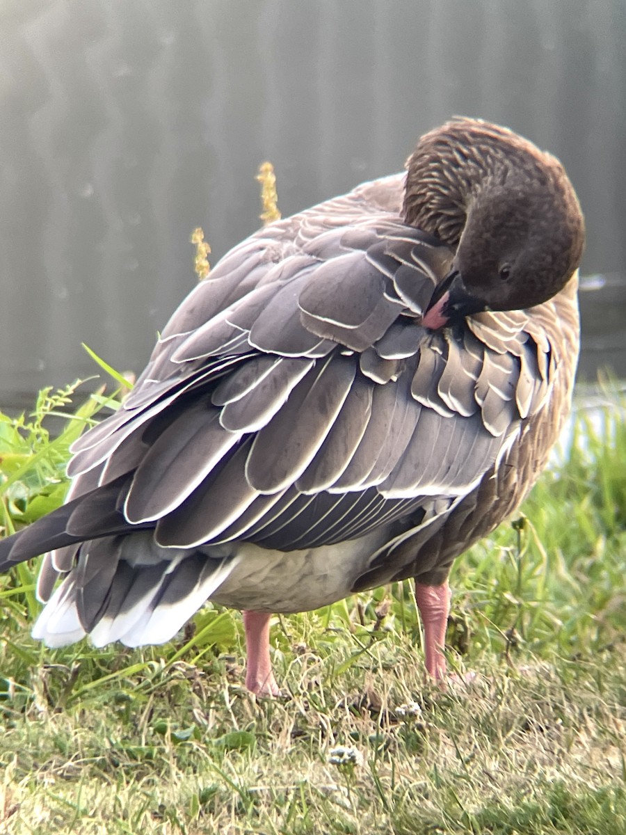 Pink-footed Goose - ML623019510