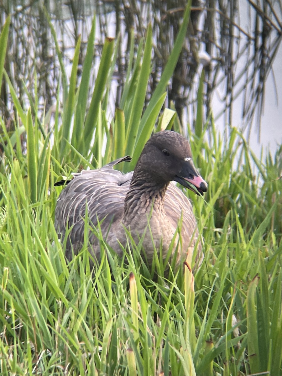 Pink-footed Goose - ML623019511