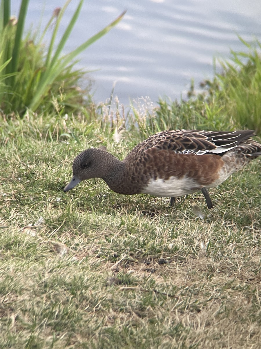 American Wigeon - ML623019516