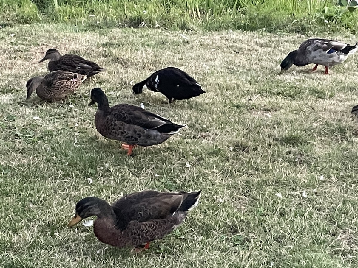 Mallard x American Black Duck (hybrid) - ML623019534