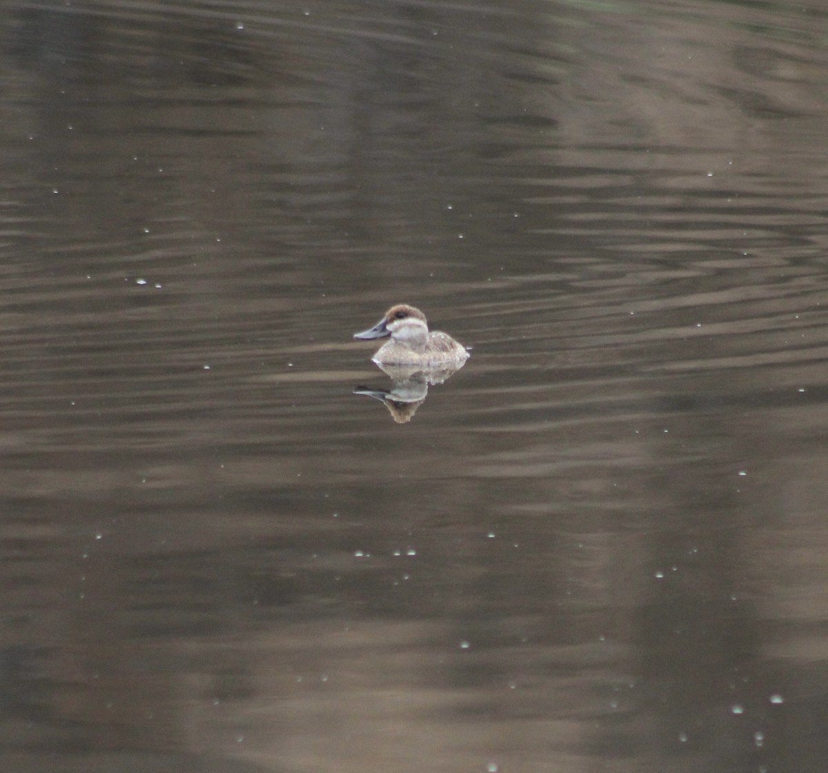 Ruddy Duck - Joanne Sherif