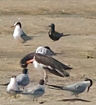 Black Tern - ML623019571