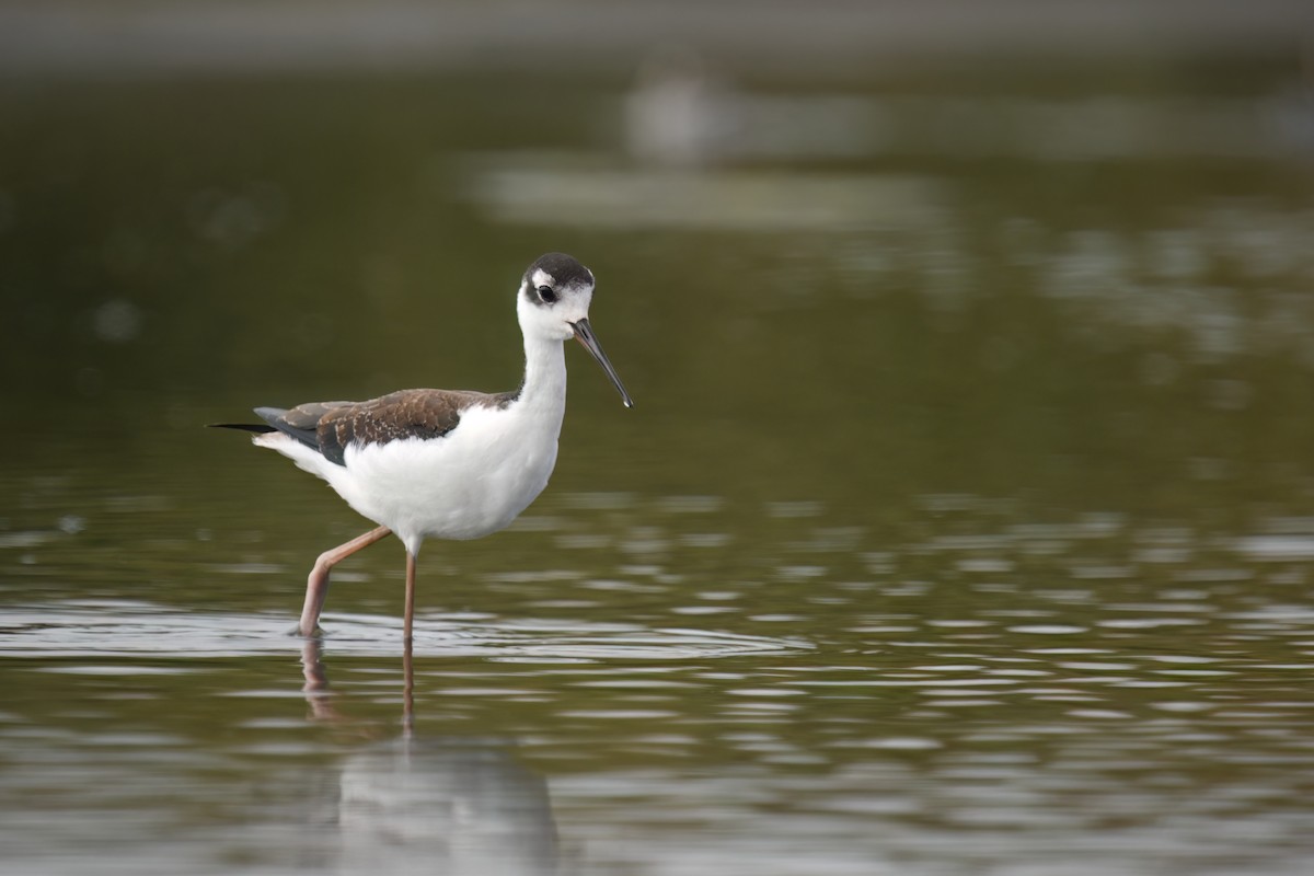 Black-necked Stilt - ML623019579