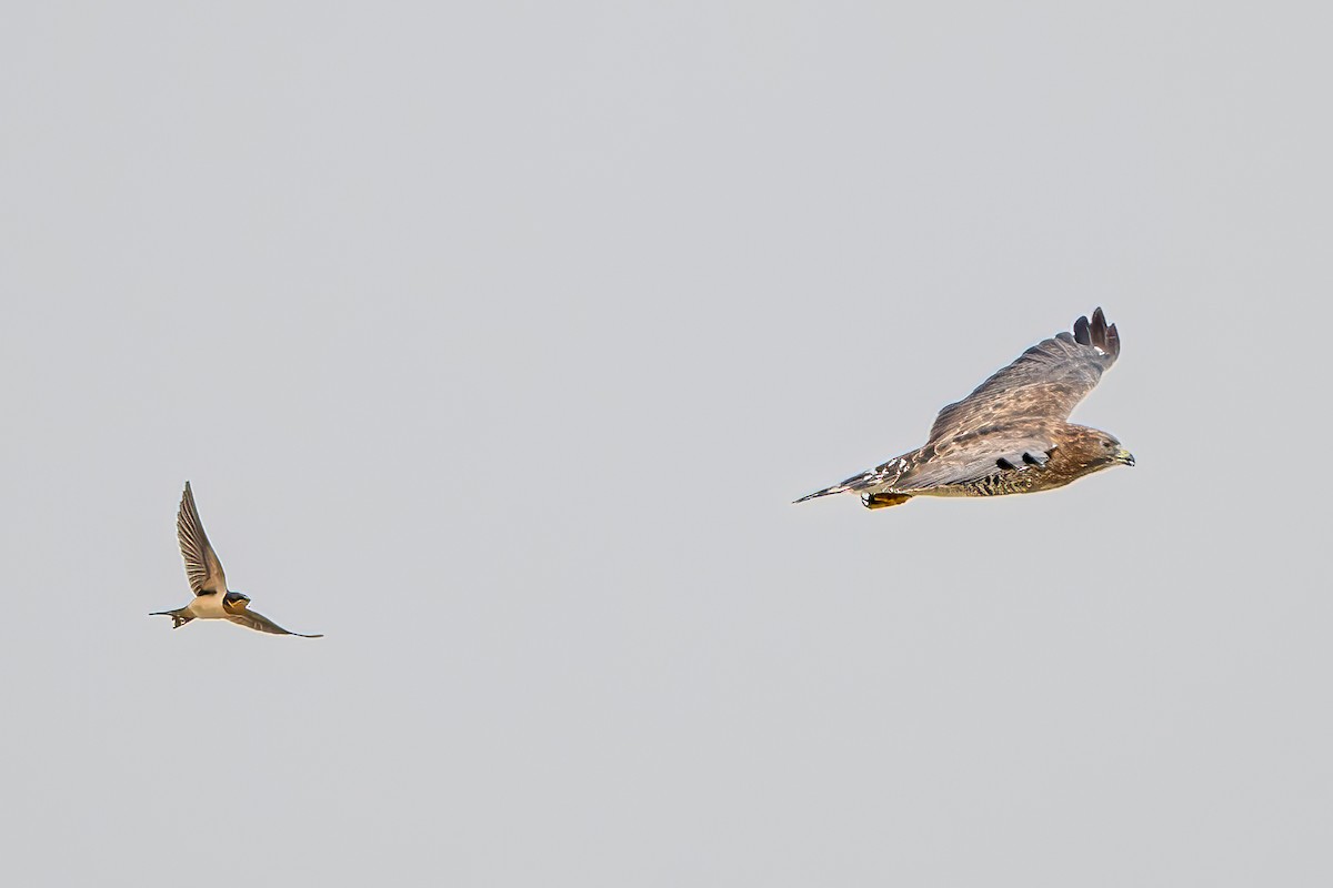 Broad-winged Hawk - ML623019586