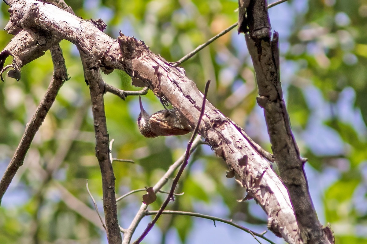 Scaled Woodcreeper (Wagler's) - ML623019588