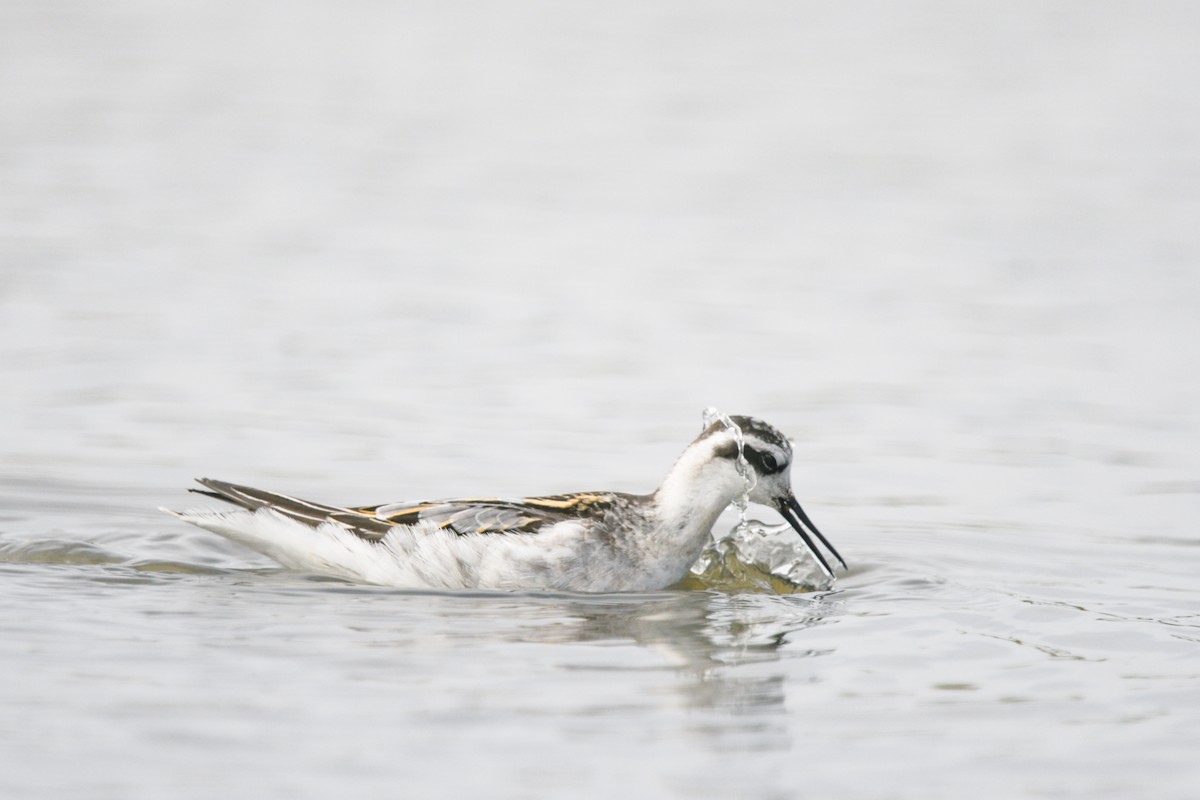 Red-necked Phalarope - ML623019594