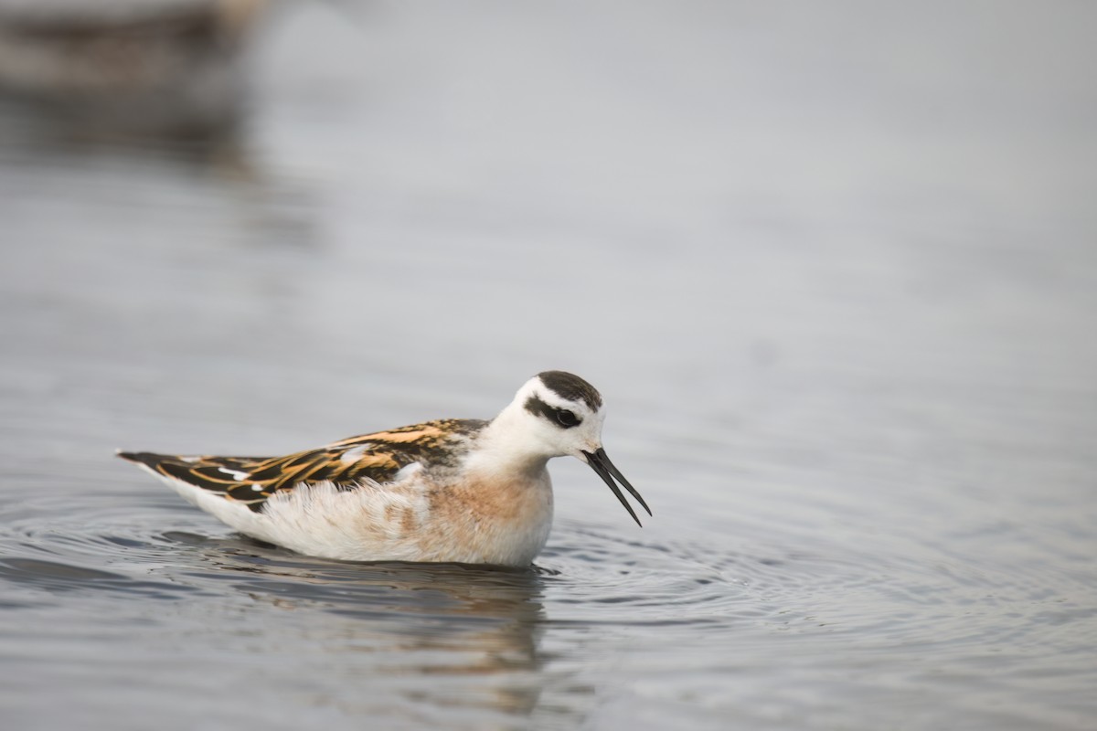 Red-necked Phalarope - ML623019596