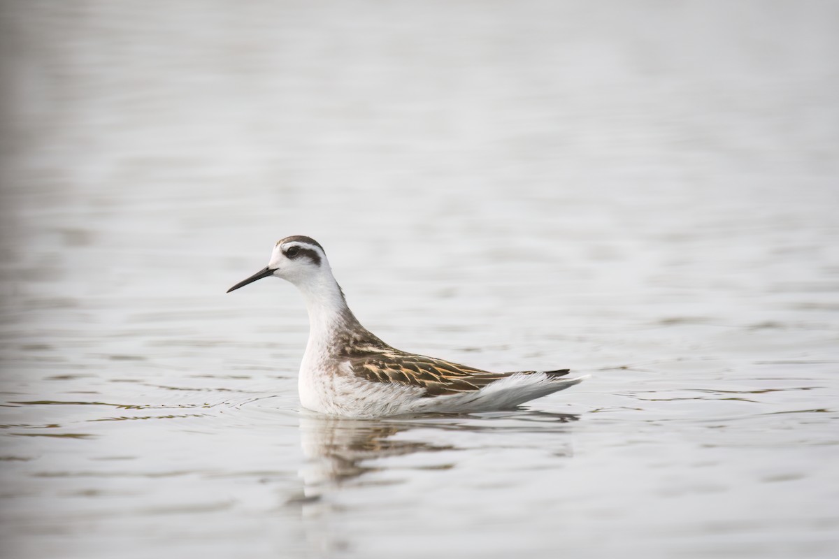 Red-necked Phalarope - ML623019641